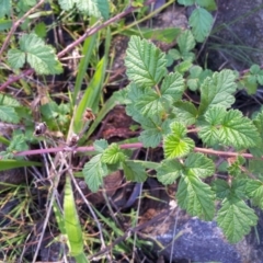 Rubus parvifolius at Kambah, ACT - 24 May 2017 10:50 AM