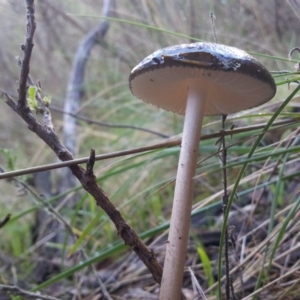 Oudemansiella gigaspora group at Kambah, ACT - 24 May 2017