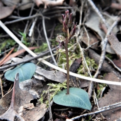 Acianthus collinus (Inland Mosquito Orchid) at Aranda, ACT - 24 May 2017 by CathB