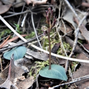 Acianthus collinus at Aranda, ACT - 24 May 2017