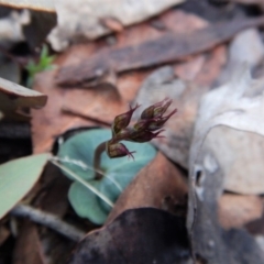 Acianthus collinus at Aranda, ACT - 24 May 2017