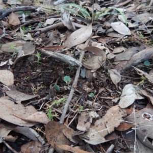 Acianthus collinus at Aranda, ACT - 24 May 2017