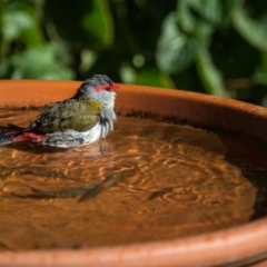 Neochmia temporalis (Red-browed Finch) at Murrumbateman, NSW - 22 May 2017 by SallyandPeter