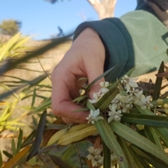 Gomphocarpus fruticosus (Narrow-leaved Cotton Bush) at Waramanga, ACT - 23 May 2017 by lesleypeden