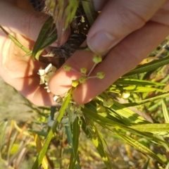 Gomphocarpus fruticosus at Waramanga, ACT - 23 May 2017 03:58 PM