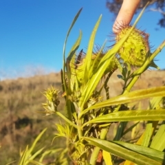 Gomphocarpus fruticosus at Waramanga, ACT - 23 May 2017 03:58 PM