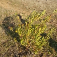 Gomphocarpus fruticosus at Waramanga, ACT - 23 May 2017 03:58 PM