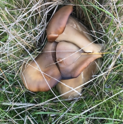 zz agaric (stem; gills white/cream) at Bungendore, NSW - 24 May 2017 by yellowboxwoodland