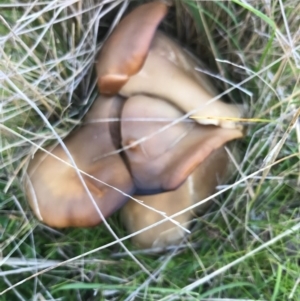 zz agaric (stem; gills white/cream) at Bungendore, NSW - 24 May 2017