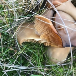 zz agaric (stem; gills white/cream) at Bungendore, NSW - 24 May 2017 08:46 PM