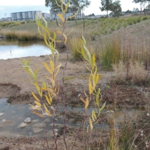 Salix sp. at Coombs, ACT - 13 May 2017 06:27 PM