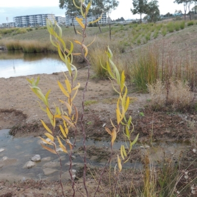 Salix sp. (A Willow) at Coombs, ACT - 13 May 2017 by MichaelBedingfield