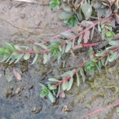 Lythrum hyssopifolia (Small Loosestrife) at Coombs Ponds - 13 May 2017 by michaelb