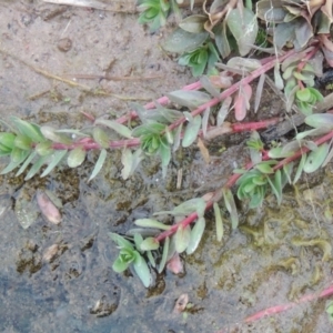 Lythrum hyssopifolia at Coombs, ACT - 13 May 2017