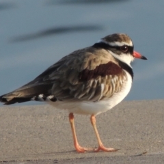 Charadrius melanops (Black-fronted Dotterel) at Coombs, ACT - 13 May 2017 by michaelb