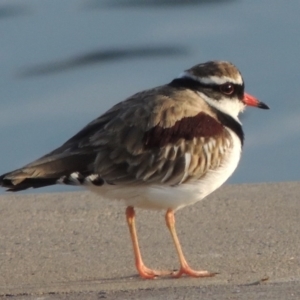 Charadrius melanops at Coombs, ACT - 13 May 2017