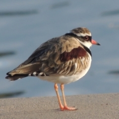 Charadrius melanops at Coombs, ACT - 13 May 2017 05:42 PM