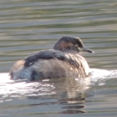 Tachybaptus novaehollandiae (Australasian Grebe) at Coombs, ACT - 13 May 2017 by MichaelBedingfield