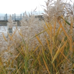 Phragmites australis (Common Reed) at Coombs Ponds - 13 May 2017 by michaelb