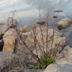 Rumex conglomeratus at Coombs, ACT - 13 May 2017