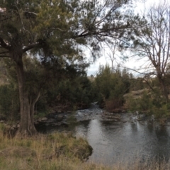 Casuarina cunninghamiana subsp. cunninghamiana (River She-Oak, River Oak) at Coombs, ACT - 13 May 2017 by michaelb