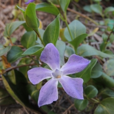 Vinca major (Blue Periwinkle) at Molonglo River Reserve - 13 May 2017 by michaelb