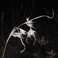 Themeda triandra (Kangaroo Grass) at Coombs, ACT - 13 May 2017 by michaelb