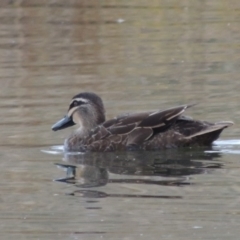 Anas superciliosa (Pacific Black Duck) at Coombs, ACT - 13 May 2017 by MichaelBedingfield