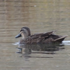 Anas superciliosa (Pacific Black Duck) at Coombs, ACT - 13 May 2017 by michaelb