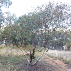 Eucalyptus leucoxylon at Hughes Garran Woodland - 24 May 2017