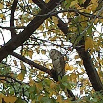 Tyto alba (Barn Owl) at Australian National University - 24 May 2017 by George