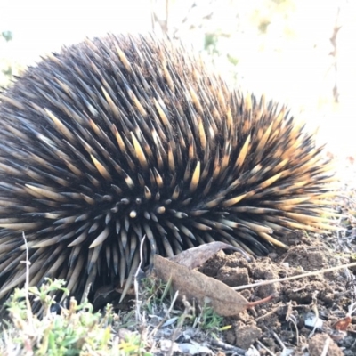 Tachyglossus aculeatus (Short-beaked Echidna) at Mulligans Flat - 25 May 2017 by JasonC