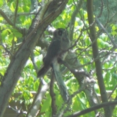 Aegotheles cristatus at Kambah, ACT - 8 Jan 2013 12:51 PM