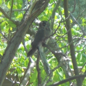 Aegotheles cristatus at Kambah, ACT - 8 Jan 2013 12:51 PM