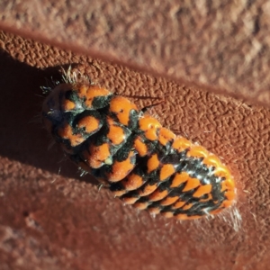 Monophlebulus sp. (genus) at Googong, NSW - 25 May 2017 05:11 PM