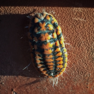 Monophlebulus sp. (genus) at Googong, NSW - 25 May 2017 05:11 PM