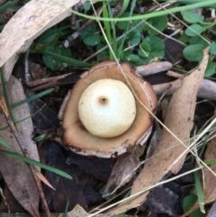 Geastrum sp. (genus) (An earthstar) at Hereford Hall, NSW - 25 May 2017 by Floramaya