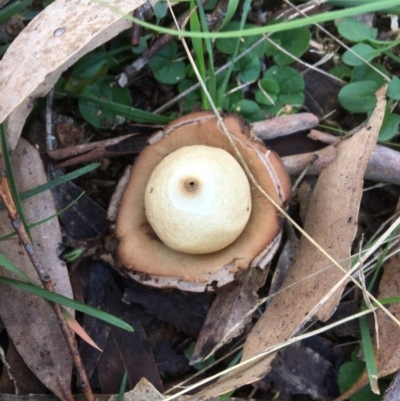 Geastrum sp. (genus) (An earthstar) at Hereford Hall, NSW - 25 May 2017 by Floramaya