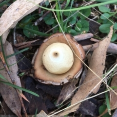 Geastrum sp. (Geastrum sp.) at Hereford Hall, NSW - 25 May 2017 by Floramaya