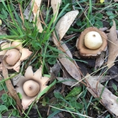 Geastrum sp. at Hereford Hall, NSW - 25 May 2017