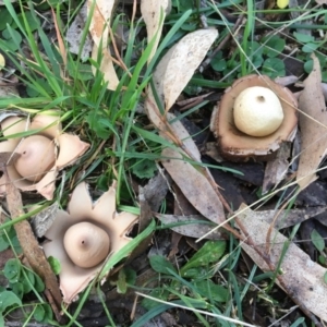 Geastrum sp. at Hereford Hall, NSW - 25 May 2017