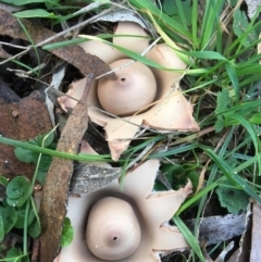 Geastrum sp. at Hereford Hall, NSW - 25 May 2017