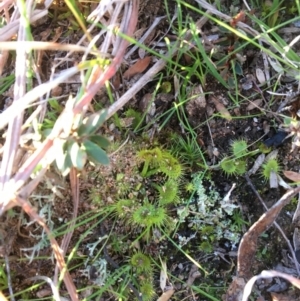 Drosera sp. at Braidwood, NSW - 25 May 2017