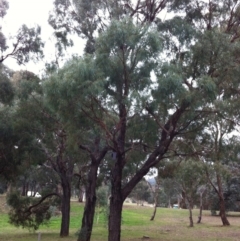 Eucalyptus nicholii (Narrow-leaved Black Peppermint) at Red Hill to Yarralumla Creek - 25 May 2017 by ruthkerruish