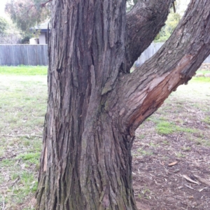 Eucalyptus nicholii at Red Hill to Yarralumla Creek - 25 May 2017 12:43 PM