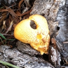 Gymnopilus sp. (Gymnopilus) at Garran, ACT - 25 May 2017 by ruthkerruish