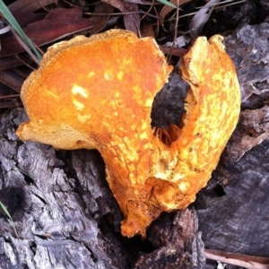 Gymnopilus sp. at Garran, ACT - 25 May 2017 12:00 AM