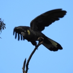 Zanda funerea (Yellow-tailed Black-Cockatoo) at Hackett, ACT - 20 May 2017 by Qwerty