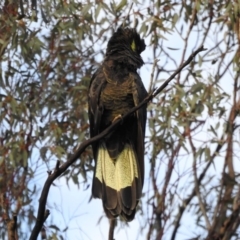 Zanda funerea at Hackett, ACT - 20 May 2017