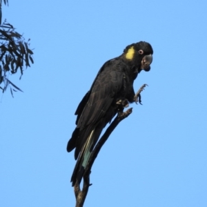 Zanda funerea at Hackett, ACT - 20 May 2017